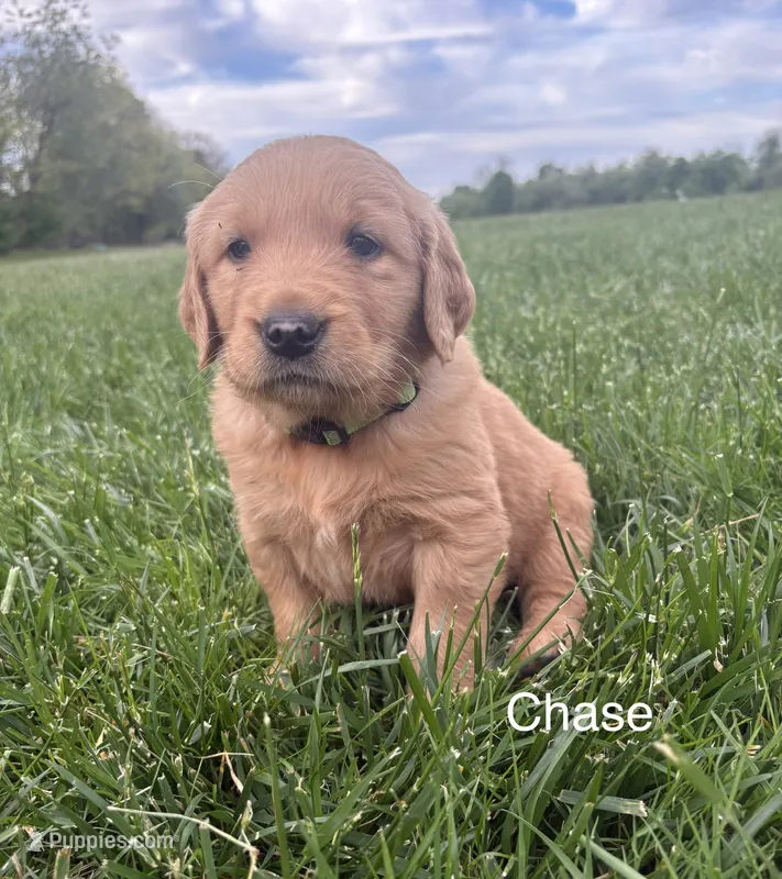 Chase – Golden Retriever puppy for sale in Winfield, PA