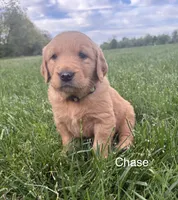 Chase, a male Golden Retriever for sale in Winfield, PA – 1 of 2