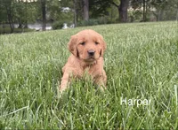 Harper, a female Golden Retriever for sale in Winfield, PA – 2 of 3