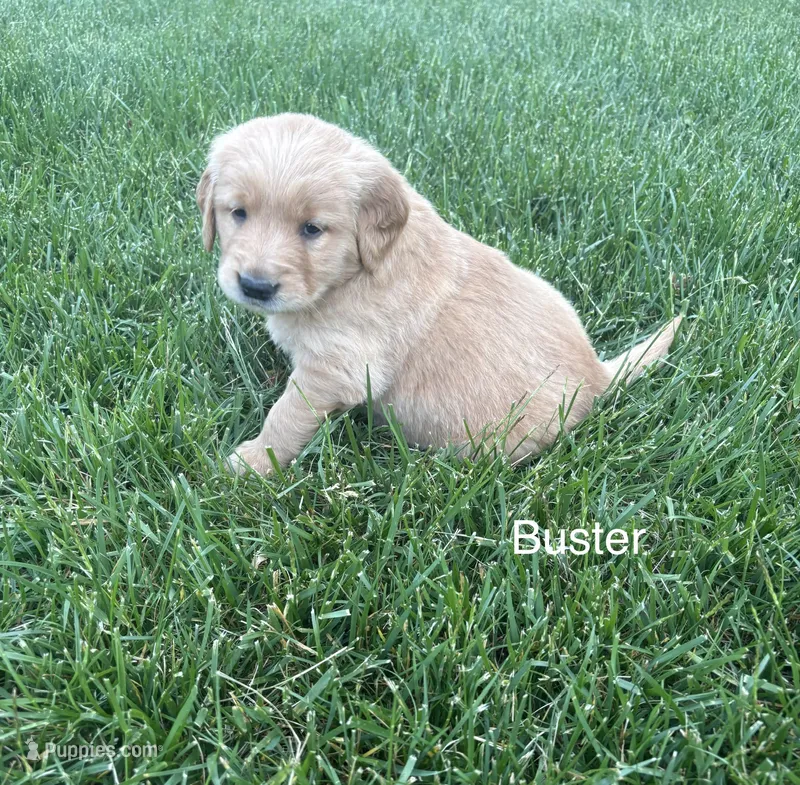 Buster – Golden Retriever puppy for sale in Winfield, PA