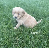 Buster, a male Golden Retriever for sale in Winfield, PA – 1 of 2