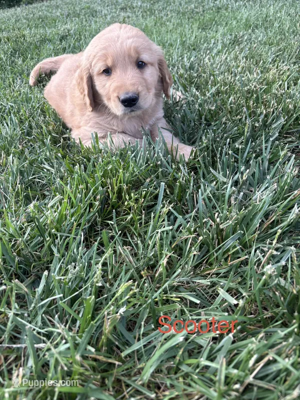 Scooter – Golden Retriever puppy for sale in Winfield, PA