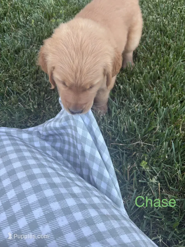 Chase – Golden Retriever puppy for sale in Winfield, PA