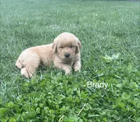 Brady, a male Golden Retriever for sale in Winfield, PA – 2 of 2