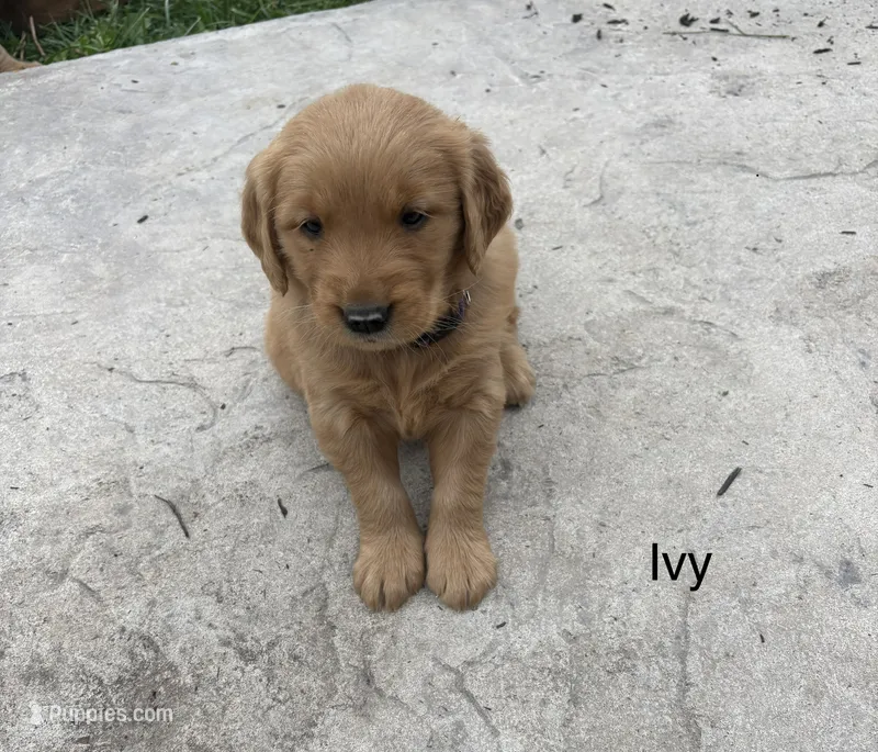 Ivy – Golden Retriever puppy for sale in Winfield, PA