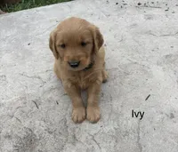 Ivy, a female Golden Retriever for sale in Winfield, PA – 1 of 1