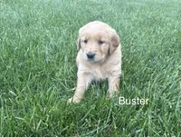 Buster, a male Golden Retriever for sale in Winfield, PA – 2 of 2