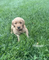 Harper, a female Golden Retriever for sale in Winfield, PA – 3 of 3
