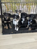 Ginger, a female Aussiedoodle for sale in Brooklyn, MI – 3 of 3
