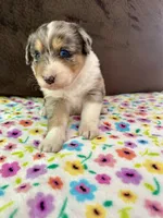 Spice, a female Aussiedoodle for sale in Brooklyn, MI – 3 of 3
