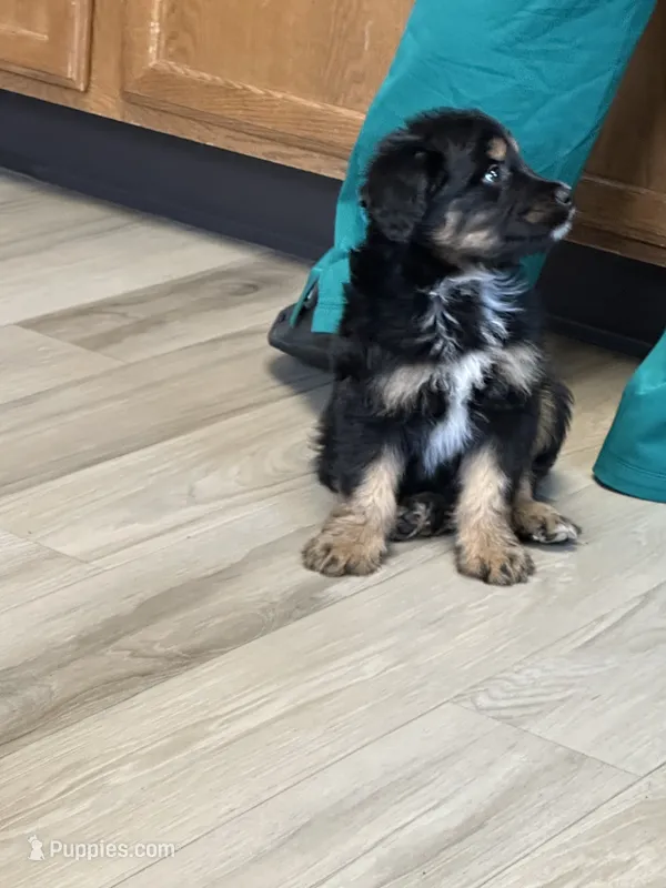 SportY – Aussiedoodle puppy for sale in Brooklyn, MI