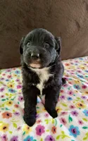 Baby, a female Aussiedoodle for sale in Brooklyn, MI – 3 of 4