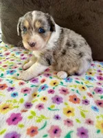 Spice, a female Aussiedoodle for sale in Brooklyn, MI – 1 of 3