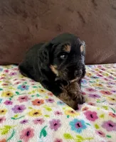 Sporty, a male Aussiedoodle for sale in Brooklyn, MI – 2 of 4