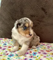 Spice, a female Aussiedoodle for sale in Brooklyn, MI – 2 of 3