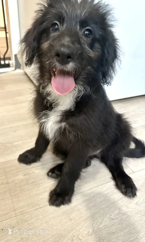 Baby – Aussiedoodle puppy for sale in Brooklyn, MI