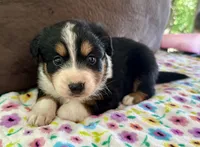 Posh, a female Aussiedoodle for sale in Brooklyn, MI – 2 of 4