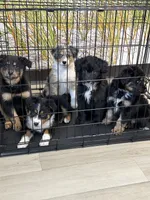 Sporty, a male Aussiedoodle for sale in Brooklyn, MI – 3 of 3