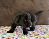 Baby, a female Aussiedoodle for sale in Brooklyn, MI – 2 of 4