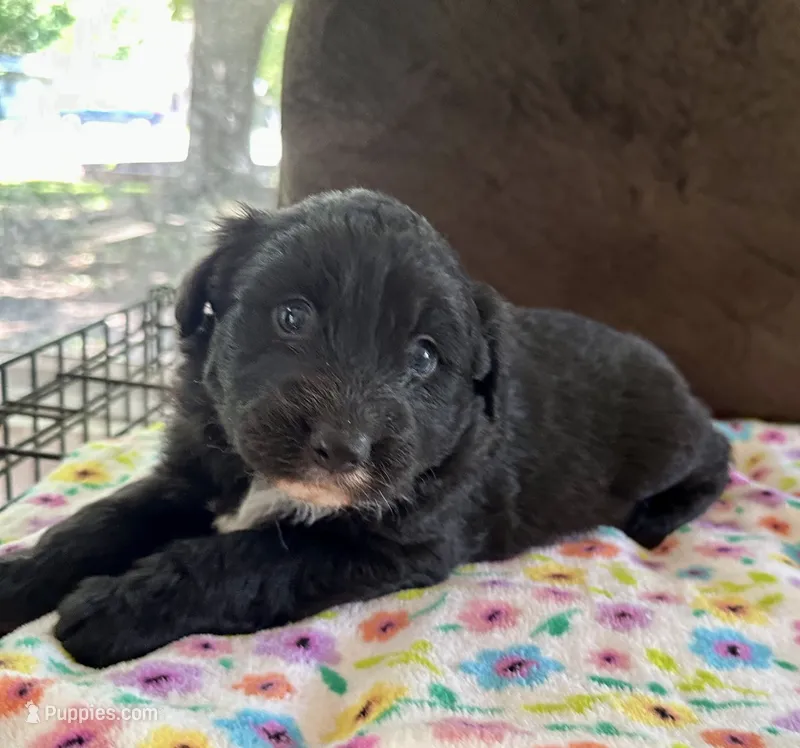 Baby – Aussiedoodle puppy for sale in Brooklyn, MI