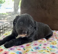 Baby, a female Aussiedoodle for sale in Brooklyn, MI – 1 of 4