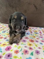 Sporty, a male Aussiedoodle for sale in Brooklyn, MI – 3 of 4