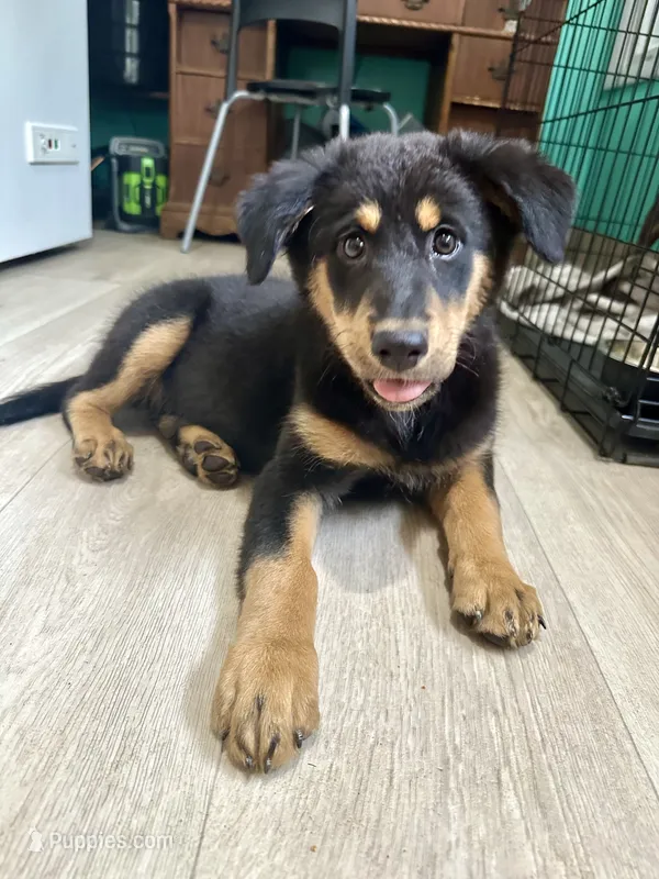 Ginger – Aussiedoodle puppy for sale in Brooklyn, MI