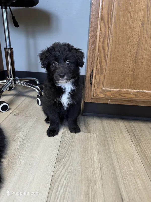 BabY – Aussiedoodle puppy for sale in Brooklyn, MI