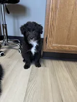 Baby, a female Aussiedoodle for sale in Brooklyn, MI – 1 of 4