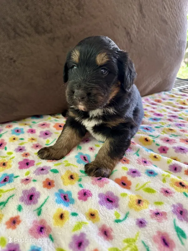 Sporty – Aussiedoodle puppy for sale in Brooklyn, MI