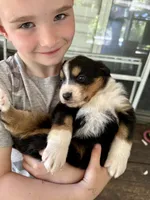 Posh, a female Aussiedoodle for sale in Brooklyn, MI – 3 of 4