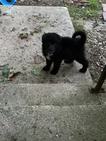 Baby, a female Aussiedoodle for sale in Brooklyn, MI – 4 of 4
