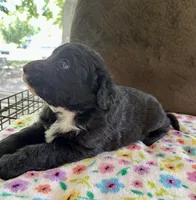 Baby, a female Aussiedoodle for sale in Brooklyn, MI – 4 of 4