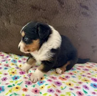 Posh, a female Aussiedoodle for sale in Brooklyn, MI – 4 of 4