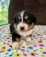 Posh, a female Aussiedoodle for sale in Brooklyn, MI – 1 of 4