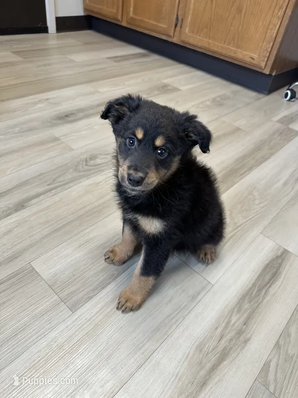 GingeR – Aussiedoodle puppy for sale in Brooklyn, MI