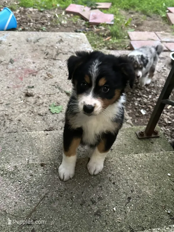 PosH – Aussiedoodle puppy for sale in Brooklyn, MI