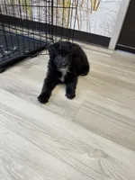 Baby, a female Aussiedoodle for sale in Brooklyn, MI – 3 of 4