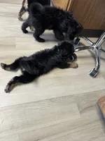Sporty, a male Aussiedoodle for sale in Brooklyn, MI – 2 of 3