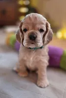 Dave, a male Cocker Spaniel for sale in Marshfield, WI – Photo 3 of 4