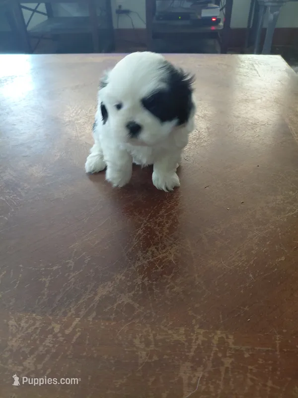 Star child – Shih Tzu puppy for sale in Melcher Dallas, IA