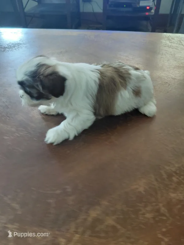 Dallas – Shih Tzu puppy for sale in Melcher Dallas, IA