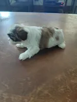 Dallas, a female Shih Tzu for sale in Melcher Dallas, IA – 1 of 1