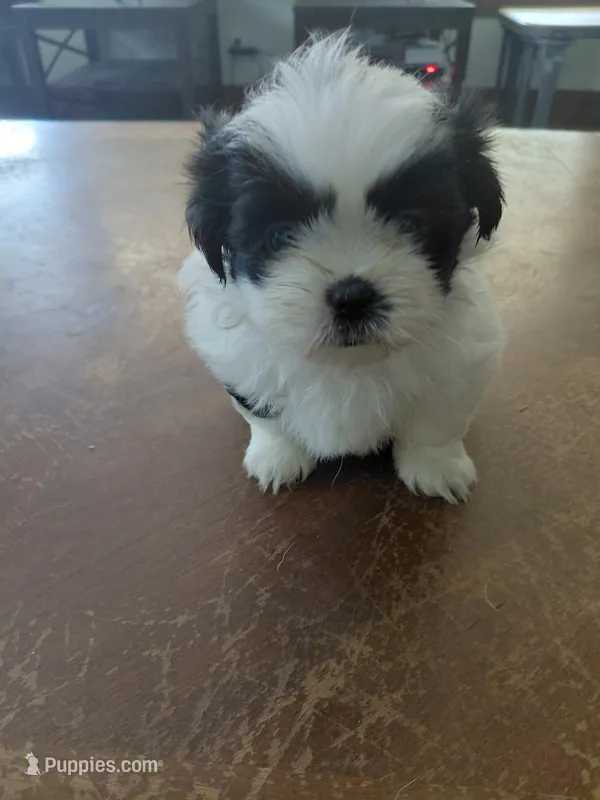 Mcfly  – Shih Tzu puppy for sale in Melcher Dallas, IA
