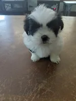 Mcfly , a male Shih Tzu for sale in Melcher Dallas, IA – 1 of 1