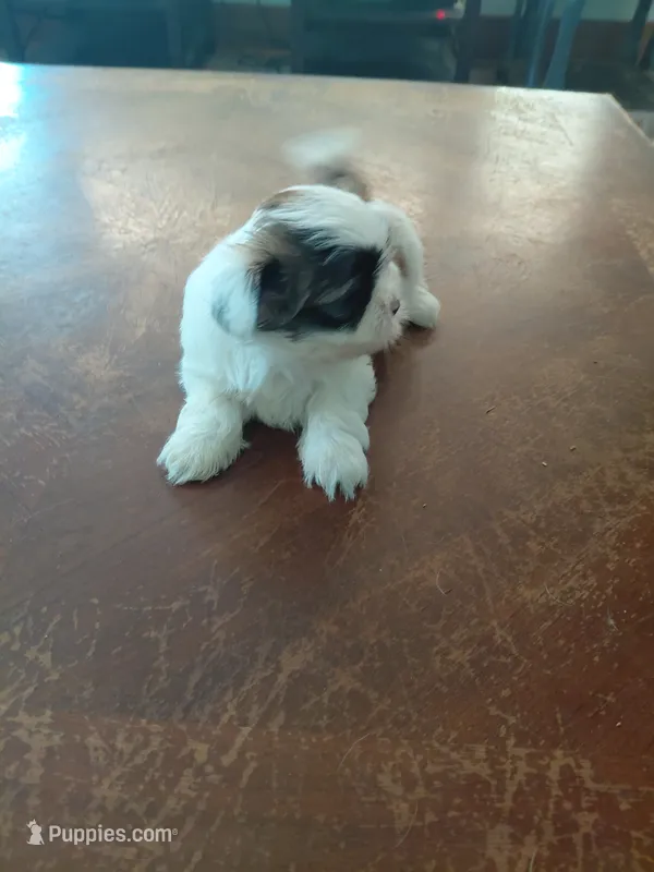 Lulu – Shih Tzu puppy for sale in Melcher Dallas, IA