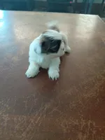 Lulu, a female Shih Tzu for sale in Melcher Dallas, IA – 1 of 1
