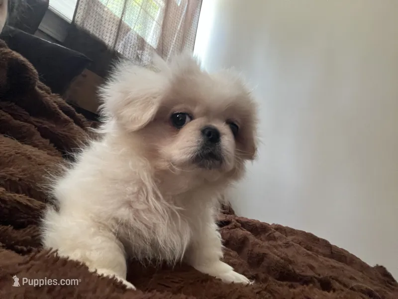 Doug – Pekingese puppy for sale in Kansas City, MO