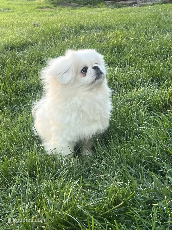 Munchie – Pekingese puppy for sale in Kansas City, MO