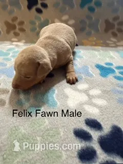 Felix – Miniature Pinscher puppy for sale in Waupaca, WI